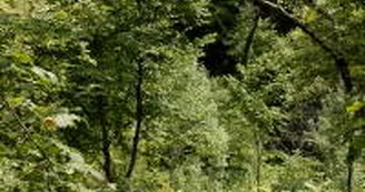 Forêt de la Braconne