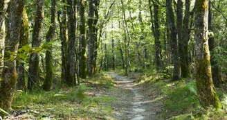 Sentier du Chemin Henri IV Sentier du Chemin Henri IV