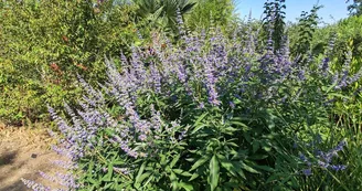 Jardin Parfums d'Asie