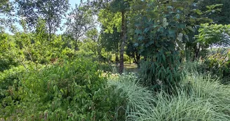 Jardin Parfums d'Asie